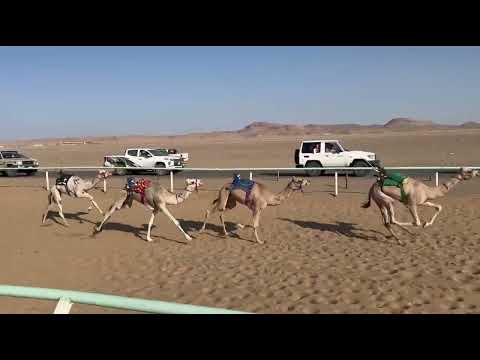 الشوط السادس والعشرون بكار مفاريد الناصرية احمد نصار العمراني 2 31