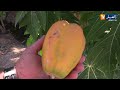 الوادي البابايا فاكهة استوائية نجحت في الصحراء الجزائرية الوادي البابايا فاكهة استوائية نجحت في الصحراء الجزائرية