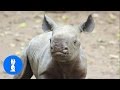 Baby Rhino Charging - FUNNIEST Compilation