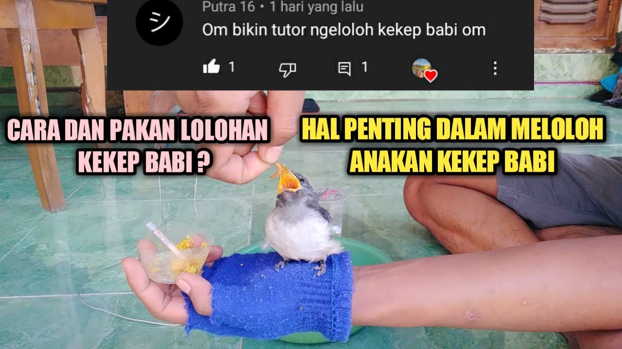 CARA MEMBERI MAKAN ANAKAN BURUNG KEKEP BABI