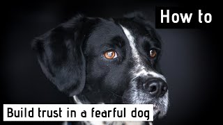 Building Trust in a Fearful Rescue Dog