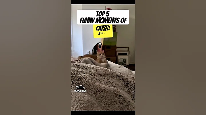 Watch the video about Top 5 Funniest Cat Moments 2025 #cat #funny #cute #pets #funnycats #funnycat #shortsvideo