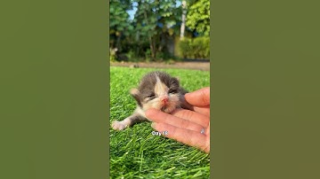 Timelapse Cat 1 month.. kitten to adult cat 😍 #cat #timelapse #timelapsecat #cutecat #catlovers