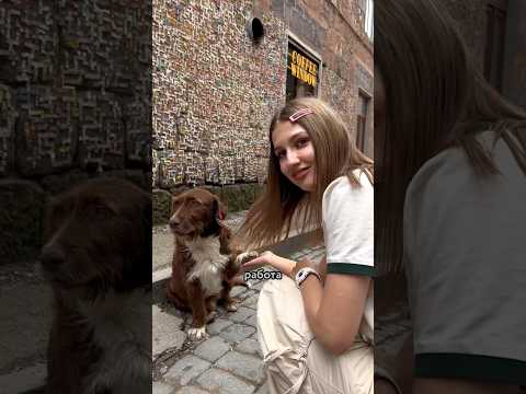 Видео: Прекомерно име на кучета