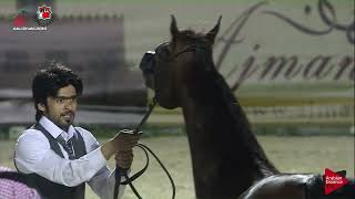 N.484 D SAMEL - UAE Nationals 2019 - Colts (2 Years Section D) (Class 6D)