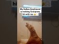 My dog is singing along with me.  (Singing Italian Greyhound)