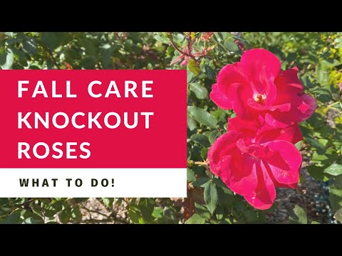 Knockout Roses Fall Care and Pruning