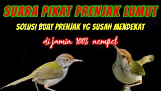 Suara Prenjak lumut pikat yang susah mendekat di jamin nempel