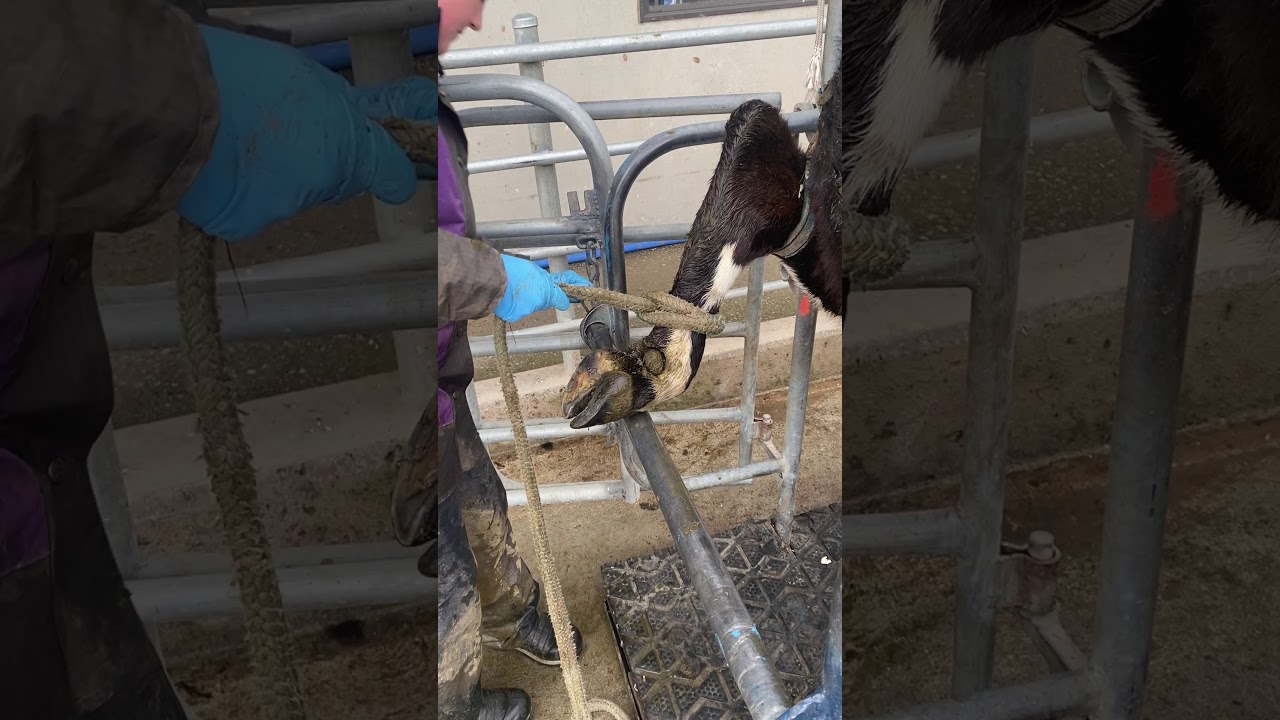 Lame cow rope tie - YouTube