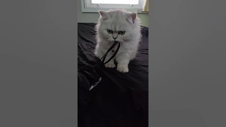 Video 11818591: kitten pets cutecat kitty, cat kitty cutecat pets, kitty kitten pet cute, cat chinchilla pets, cat chaton kitten