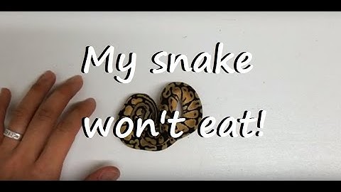 Ball Pythons: How To Assist Feed