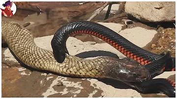 Los 16 Mejores Momentos De Peleas Entre Serpientes