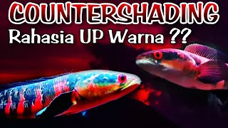 Bongkar Rahasia !! 1 Cara Baru Memerahkan Ikan Channa Red Maru..