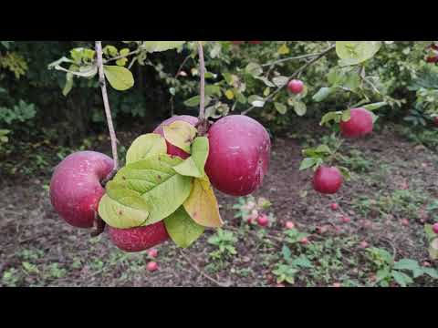 Video: Ehtiras meyvəsinin yetişməsini yoxlamağın 3 yolu