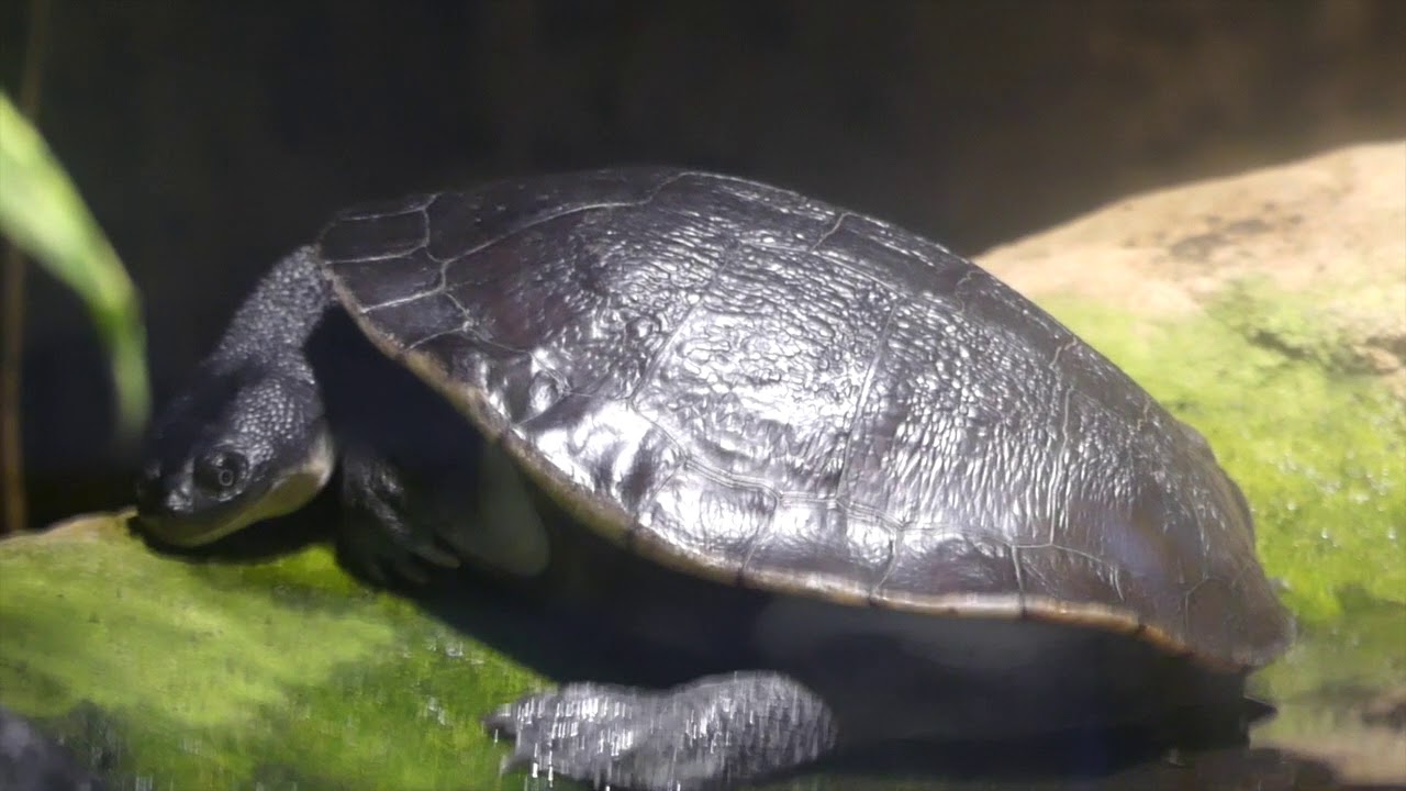 Reptiles and Amphibians at the San Diego Zoo Part 2 - YouTube