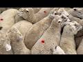 Working out if they're fat by hand, these lambs might have to eat swedes.