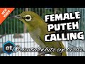 FEMALE MATA PUTEH CALL   PLECI AURIVENTER BETINA MEMANGGIL JANTAN