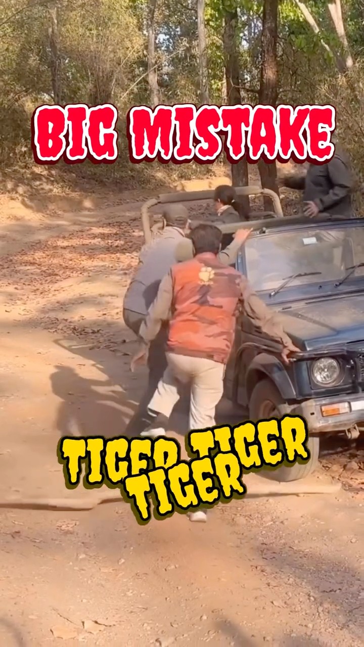 Stranded in Tiger Territory (BIG MISTAKE) #junglesafari #indiansafari #wildlifeshorts #tigerspotted