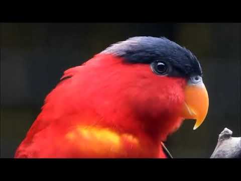 Il mondo degli uccelli: Purple naped Lory (Lorius domicella), pericolo di estinzione.