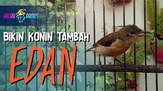 KONIN BETINA GELISAH MEMANGGIL JANTAN - PANCINGAN KOLIBRI NINJA AGAR BUNYI GACOR