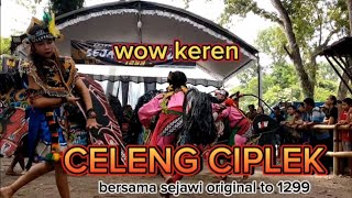 celeng cantik Ciplek‼️live bersama sejawi original di sumber sumbol,deyeng