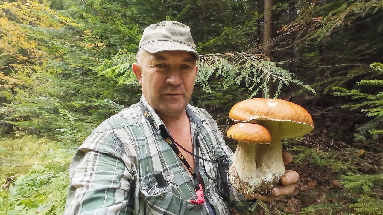 Приріст білих грибів осіннього сезону триває. 2024