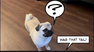 Pug Tail Wagging