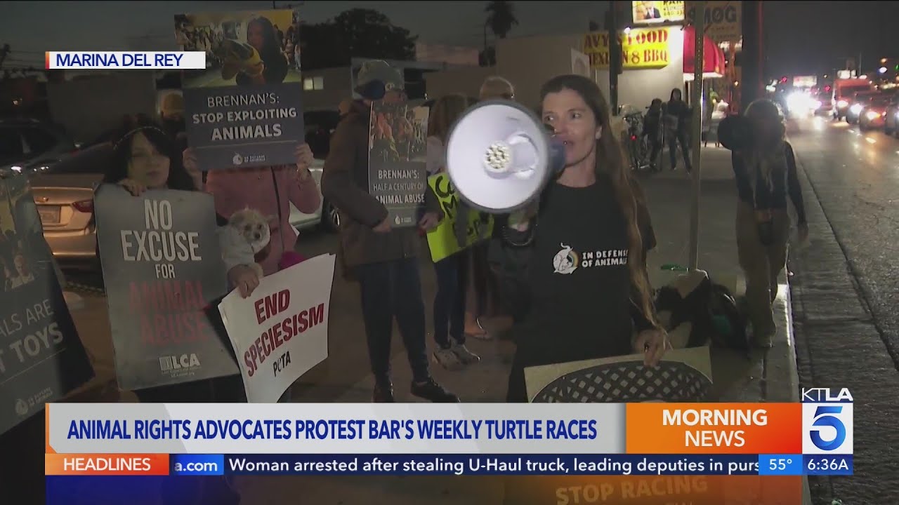 Protesting Turtles Animal advocacy group stages protest outside Marina del Rey sports bar ...