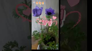 #조항조 #정녕 #옹이 #만약에 #거짓말