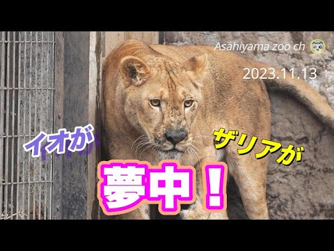 (未使用･未開封品)「ブヨとライオン~いちばん強いのは誰~」&amp;「クマと二人の旅人~ホントのともだち~」 [DVD] Amazon.co.jp: 「ブヨとライオン~いちばん強いのは誰~」&「クマ