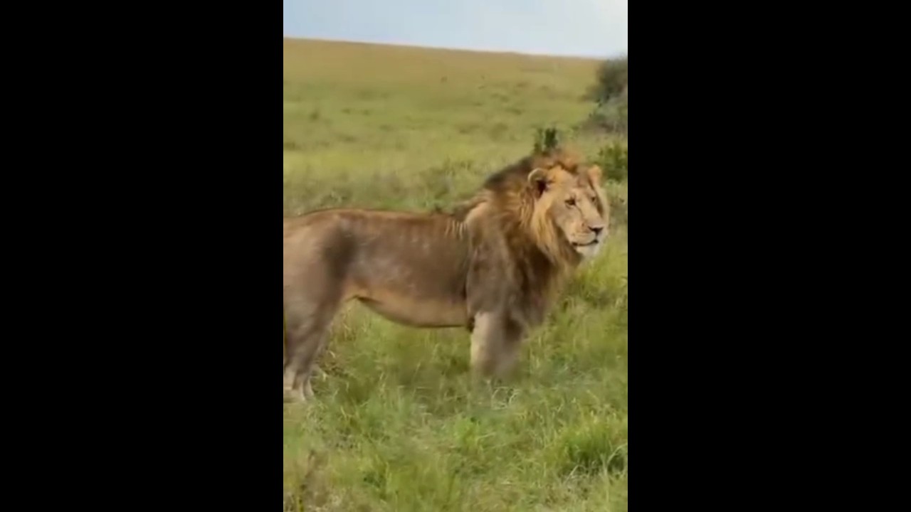 Rocker Leader #lion #shorts #rongairockers #olonkera #viral #nature #edit