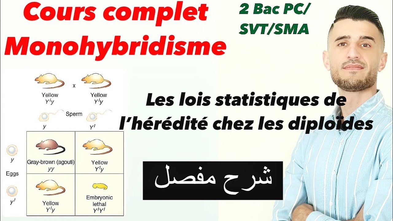 Cours complet les lois statistiques de l’hérédité Monohybridisme 2 Bac شرح مفصل ومبسط