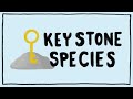 Keystone Species and Their Impact on Ecosystems