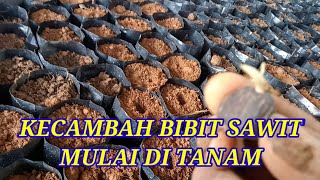 Cara Penanaman Kecambah Biji Bibit Sawit | RONI CHANNEL