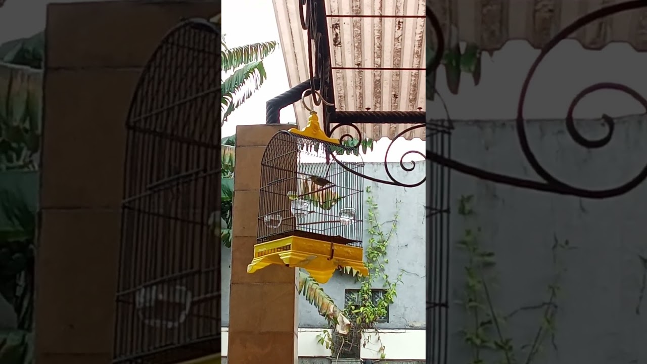 perawatan cikrak daun gacor dor 