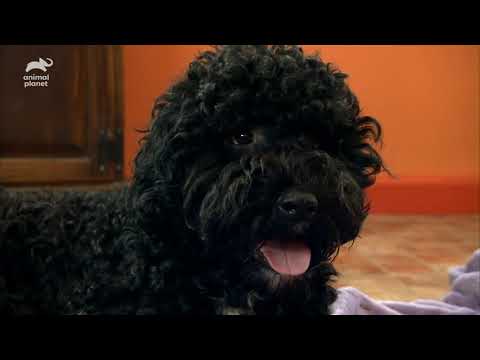 Bullmastiff Jack Russell And Portuguese Water Dog Puppies Too Cute Full Episode 