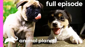 Bullmastiff, Jack Russell, and Portuguese Water Dog Puppies | Too Cute! (Full Episode)