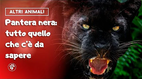 Quanti km può fare una pantera?