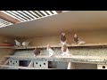 Голуби Tauben Pigeons Узбекские Paul Wenzel Herford