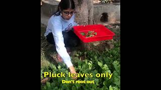 हर हफ्ते पालक की फसल होती है तैयार Plant ones and harvest Spinach many times #shortsvideo #gardening