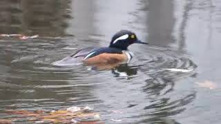 HOODED MERGANSER, WILLOW POND, MOUNT AUBURN CEMETERY, FRI. MAR. 09, 2018  8362