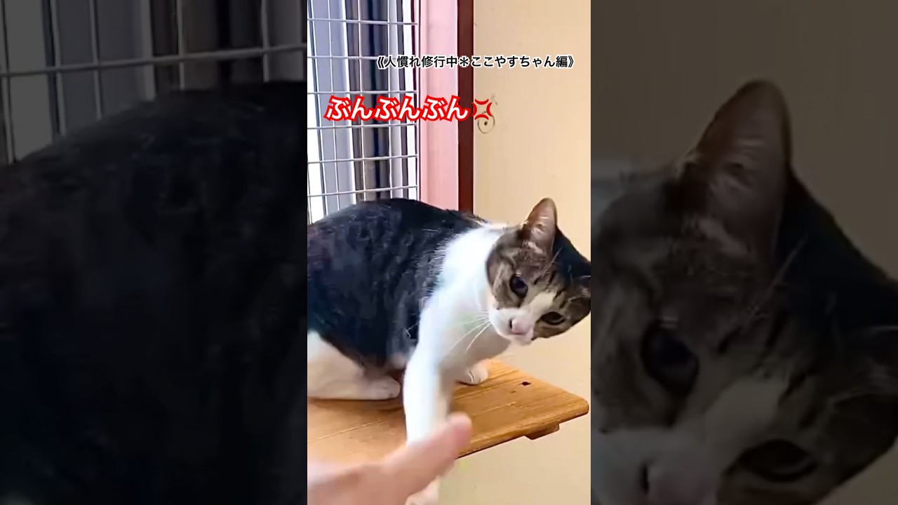 《人慣れ修行中》ここやすちゃん＊まだまだ強烈パンチだけど、オヤツは食べてくれるようになったよ❤️ 