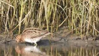 155 Snipe 02 Dh Video Stabilized