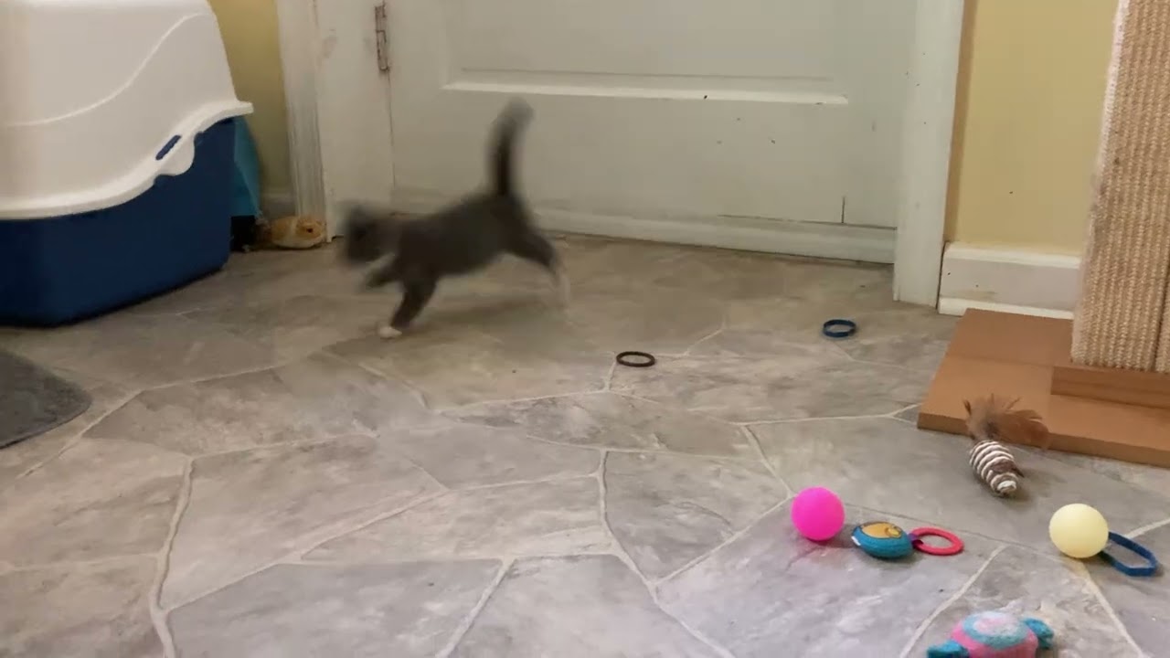 Grey kittens: new foster babies. So sweet! 