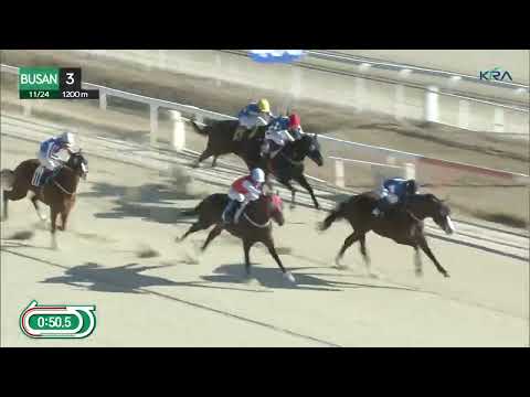 (Busan) 2023.11.24 R3 Class 6 (1200M) Special Weight A