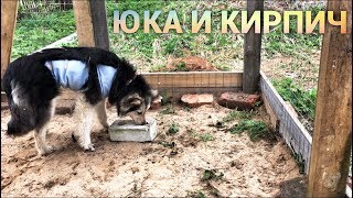 Собака и кирпич. Собака и кирпич.