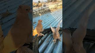 Tanu suit suit karda | kabutar tik tok video \\ Guru randhawa song status | #shorts @pigeons_point