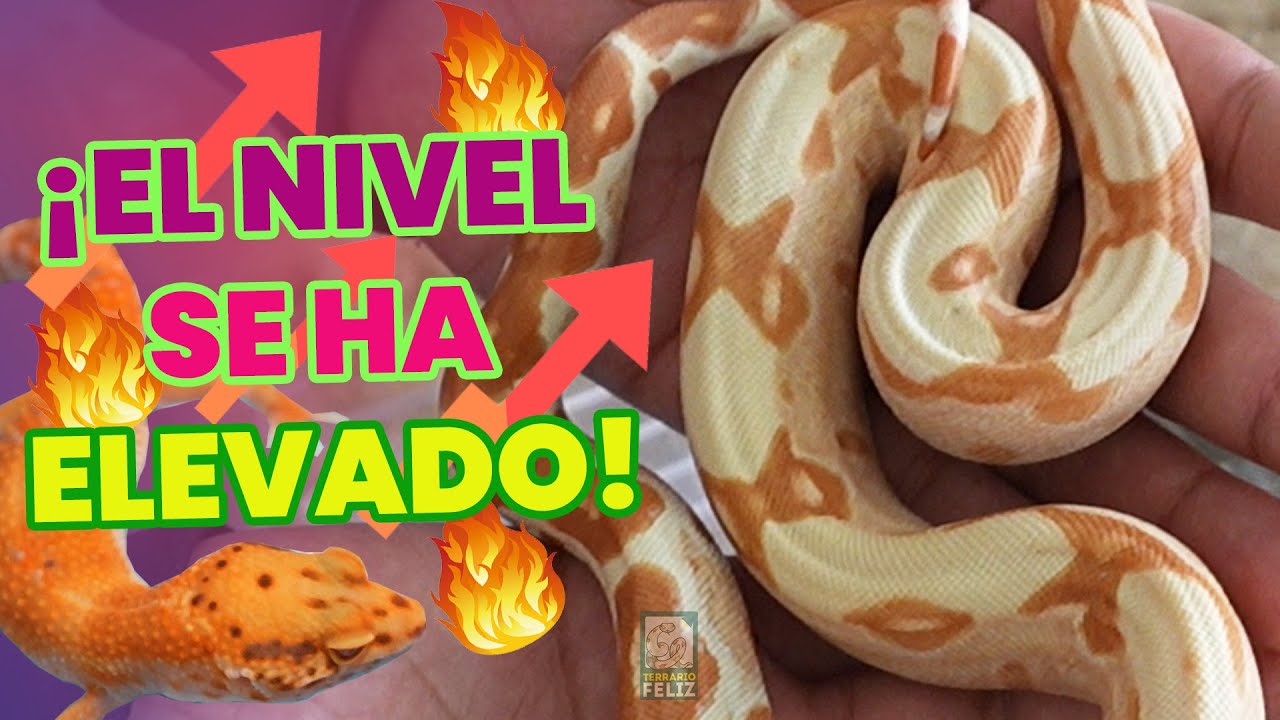 ¡GRAN variedad de BICHOS en EXPO ANIMALIA 2024 (OTOÑO)! - El Terrario Feliz