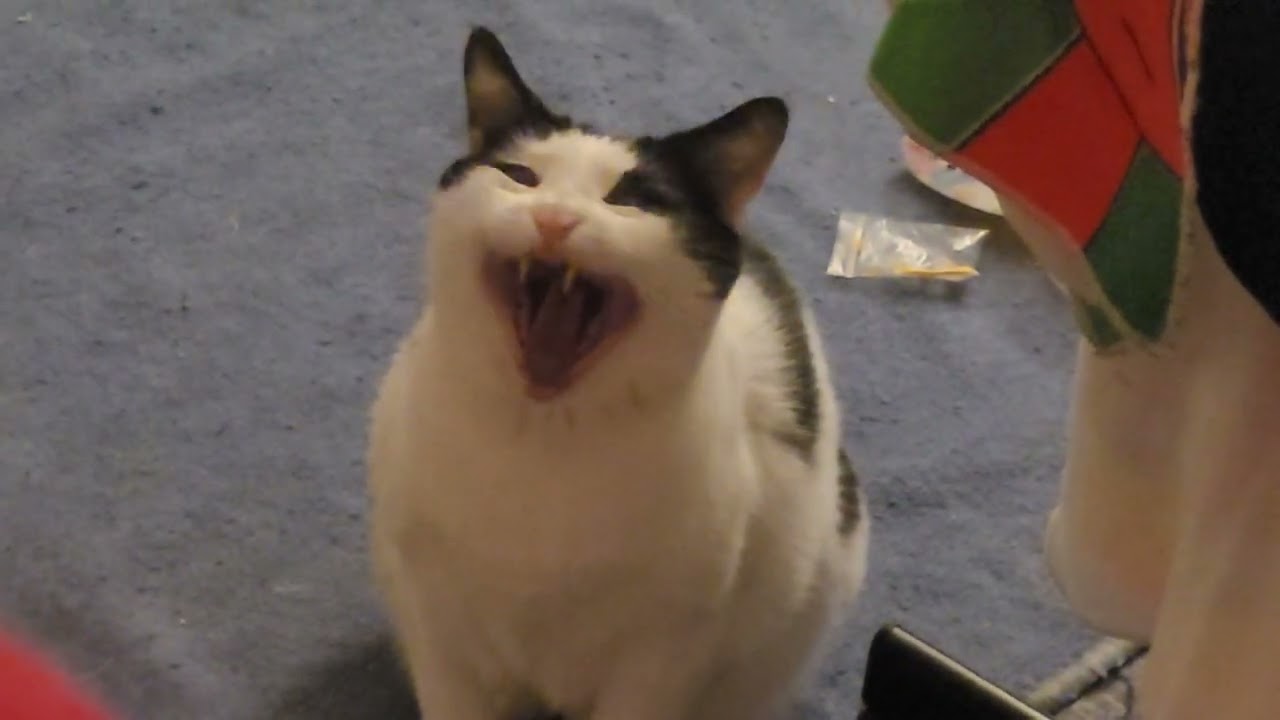 My cat yawning