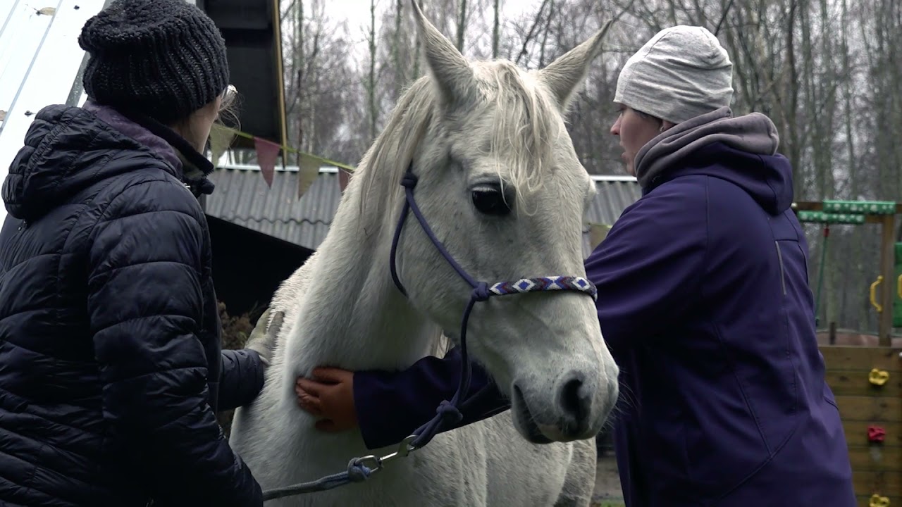 Dabas zirgi (dokumentālā īsfilma)